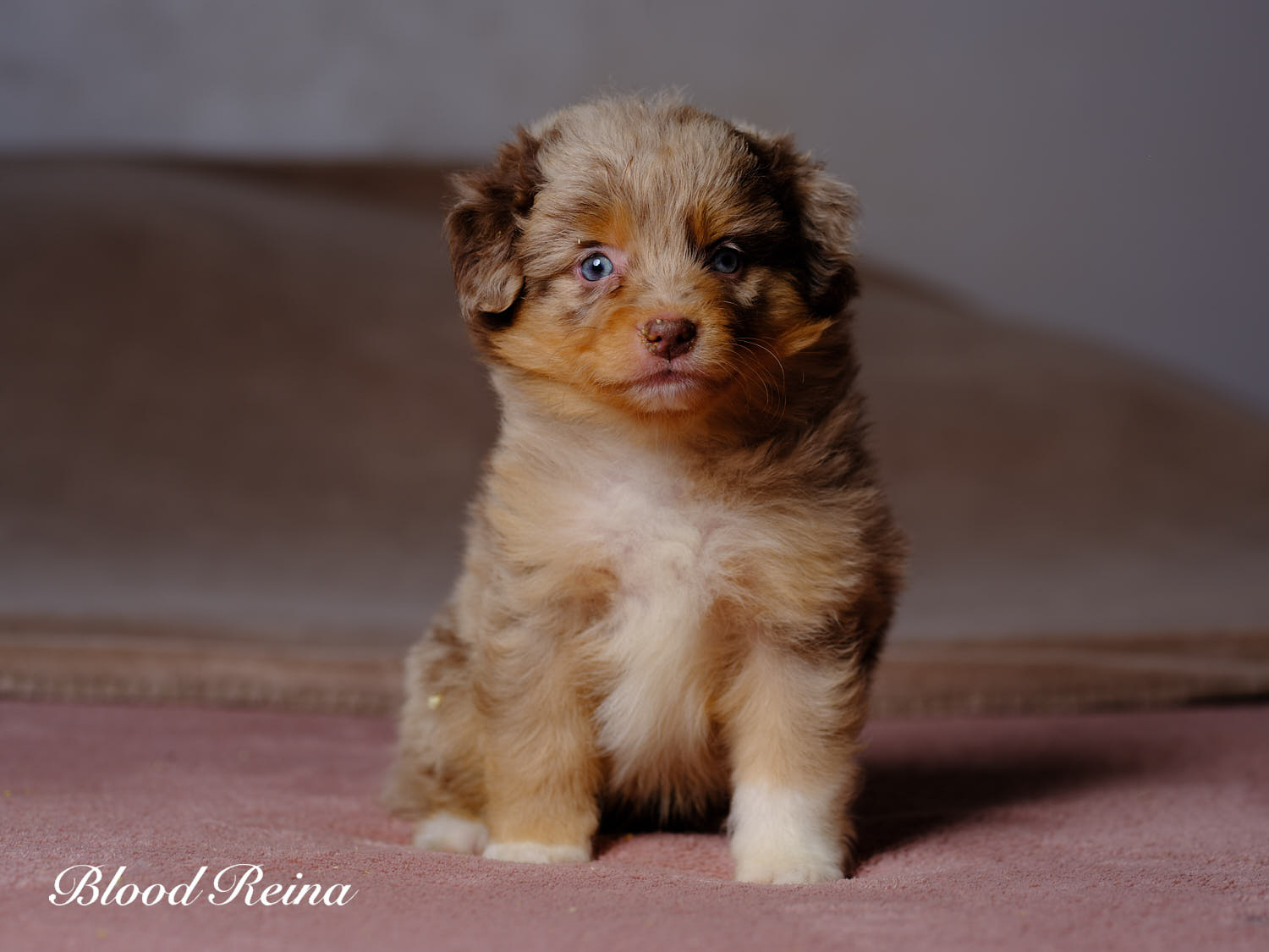 Chiot Berger Américain Miniature Bloodreina - photo 14