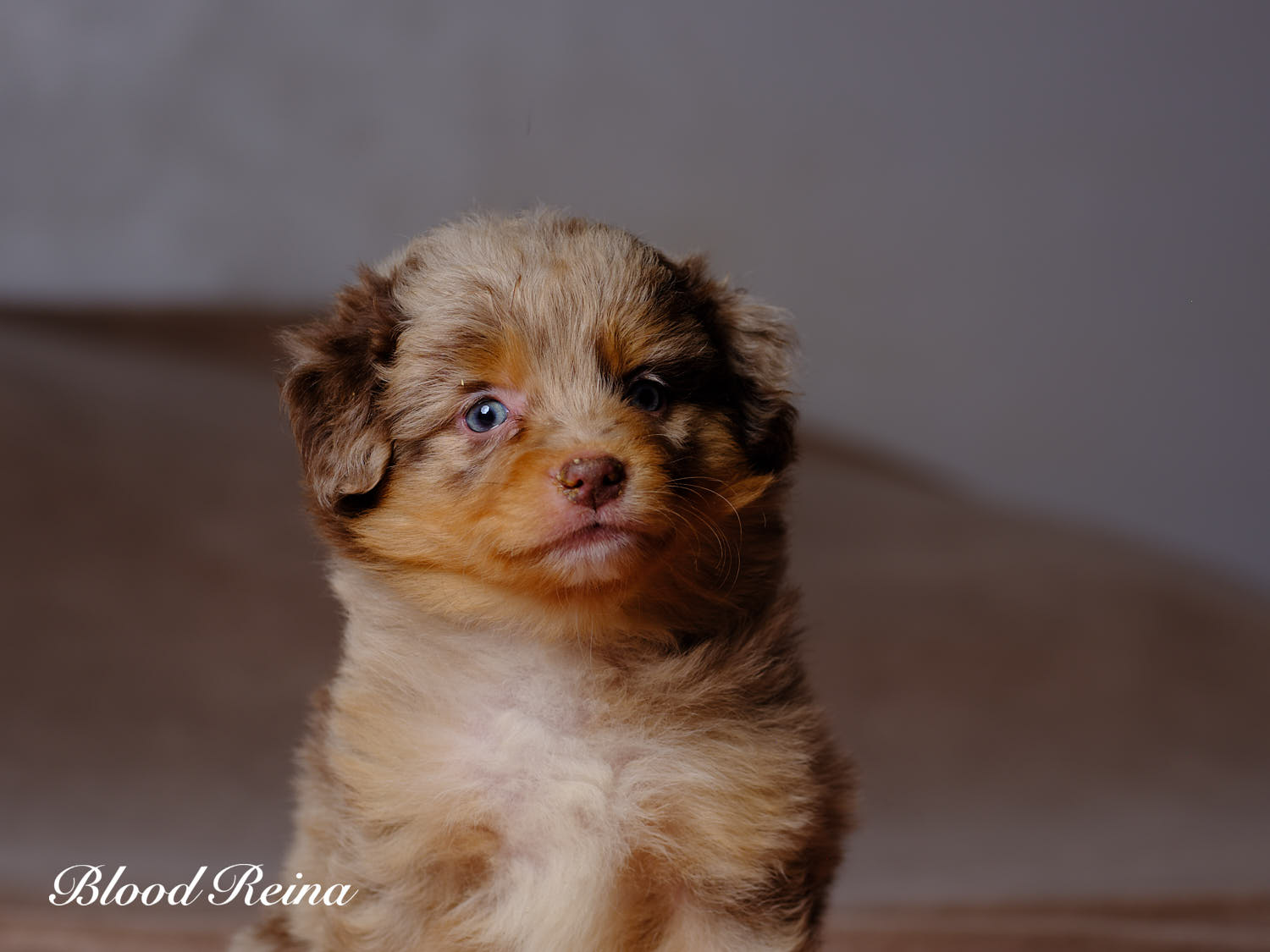 Chiot Berger Américain Miniature Bloodreina - photo 15
