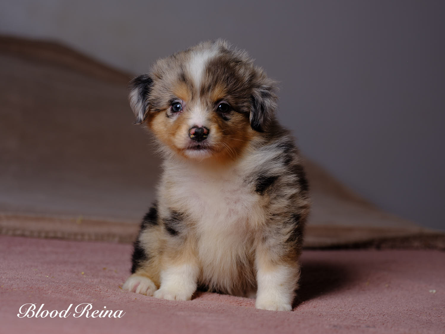 Bubble Gum, chiot Berger Américain Miniature