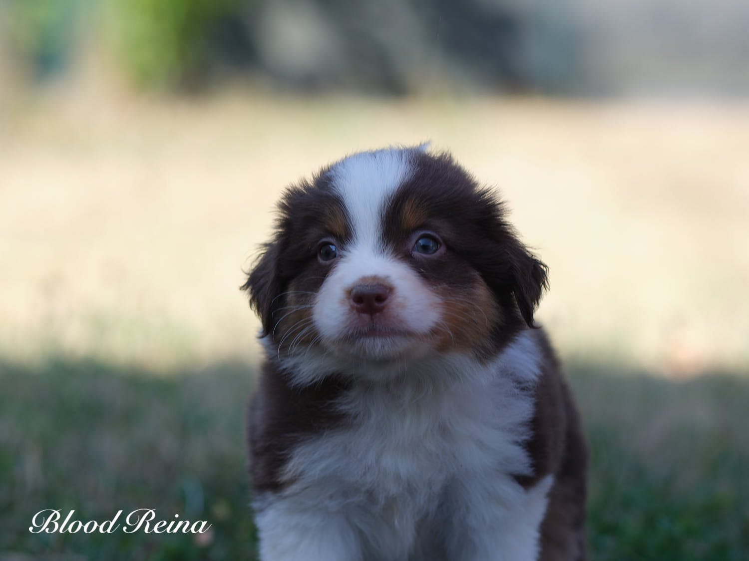 Bagatelle, chiot Berger Américain Miniature Bloodreina