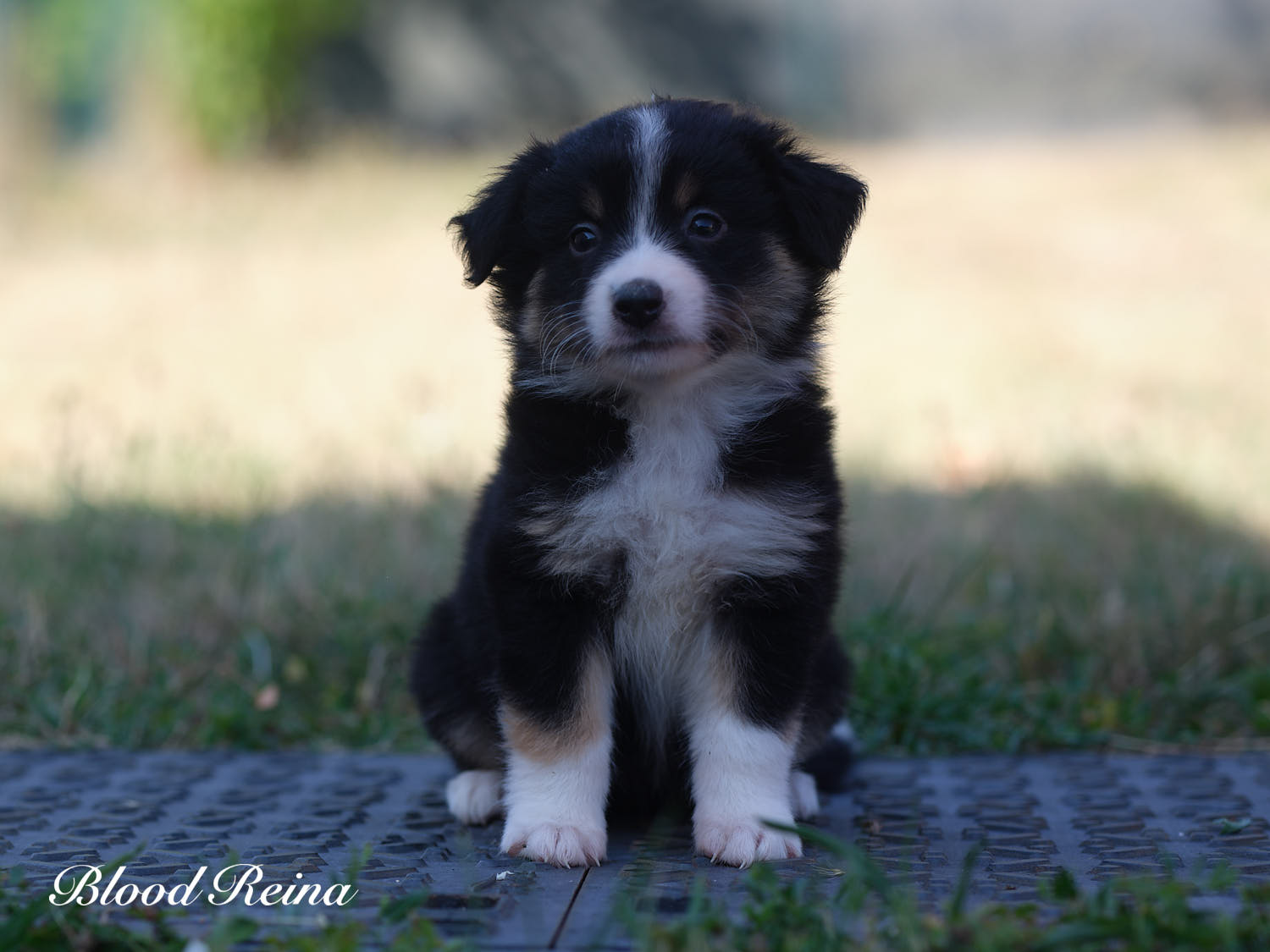 Boussole, chiot Berger Américain Miniature Bloodreina