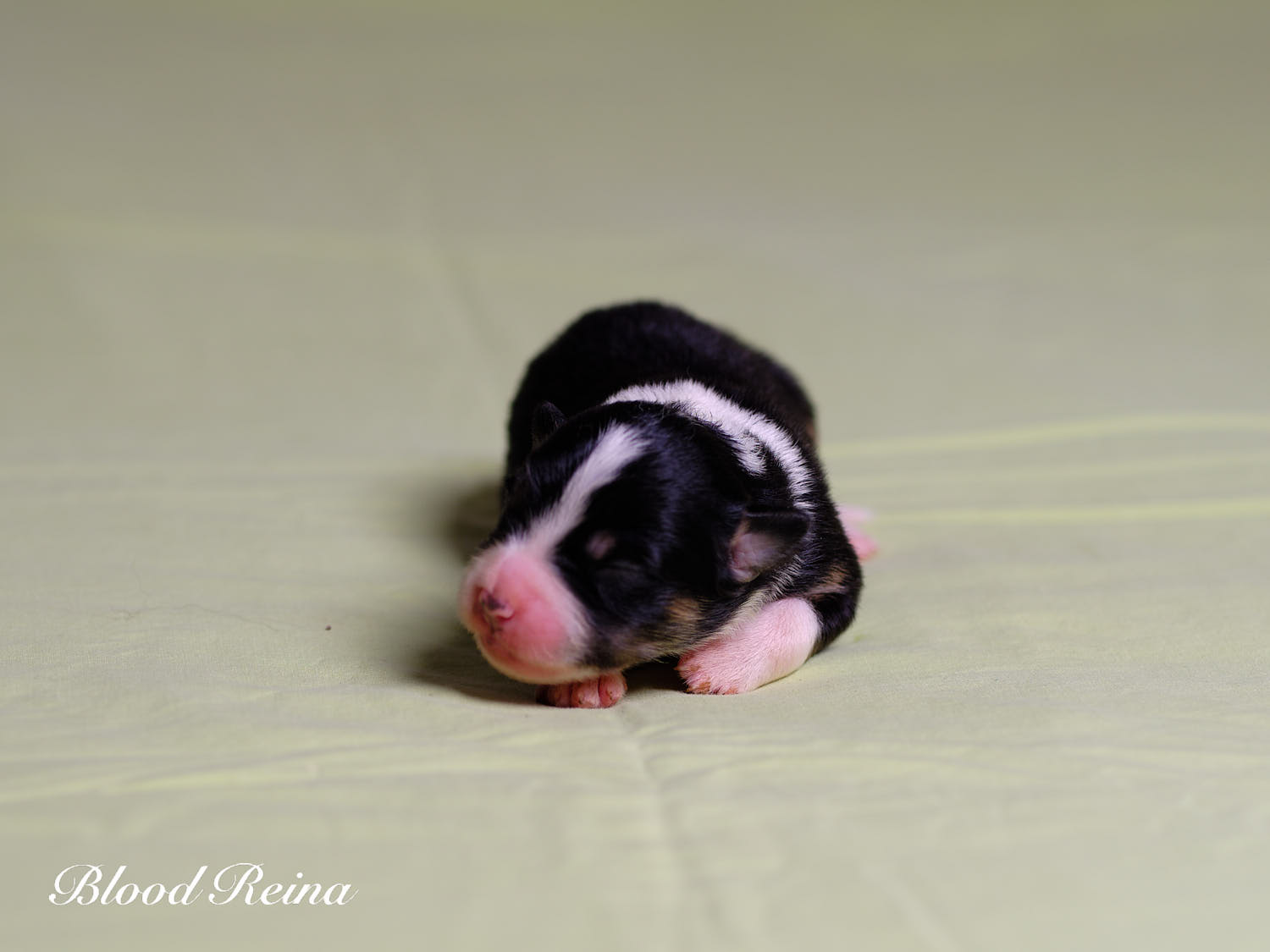 Chiot Berger Américain Miniature Bloodreina - photo 2