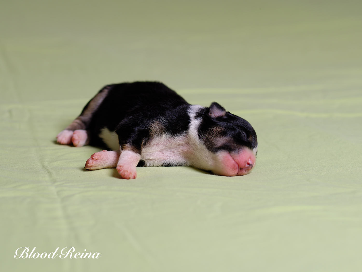 Chiot Berger Américain Miniature Bloodreina - photo 3