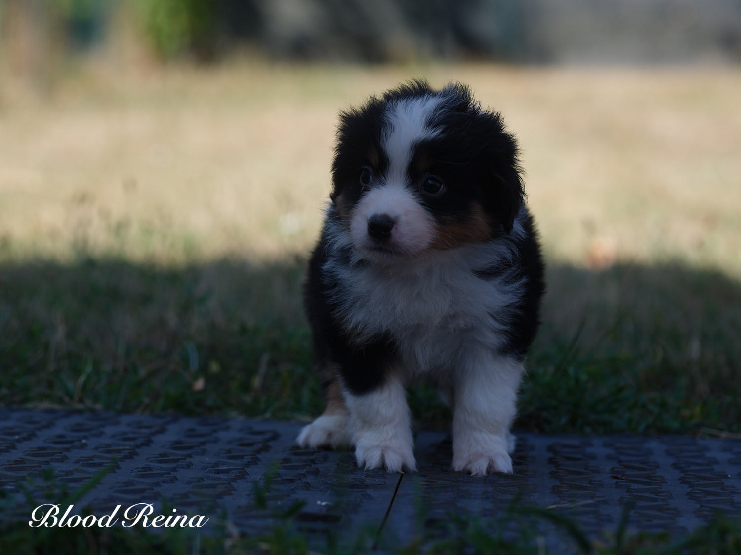 Buffy, chiot Berger Américain Miniature Bloodreina