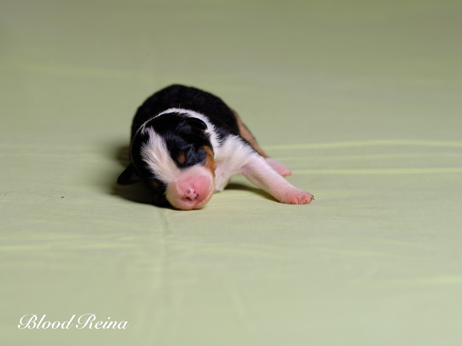 Chiot Berger Américain Miniature Bloodreina - photo 5