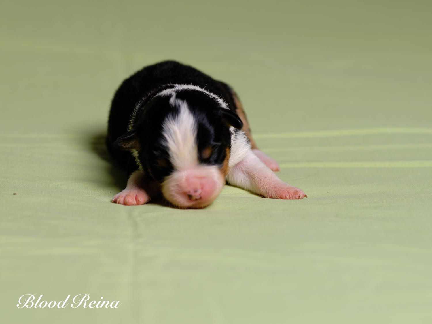 Chiot Berger Américain Miniature Bloodreina - photo 6