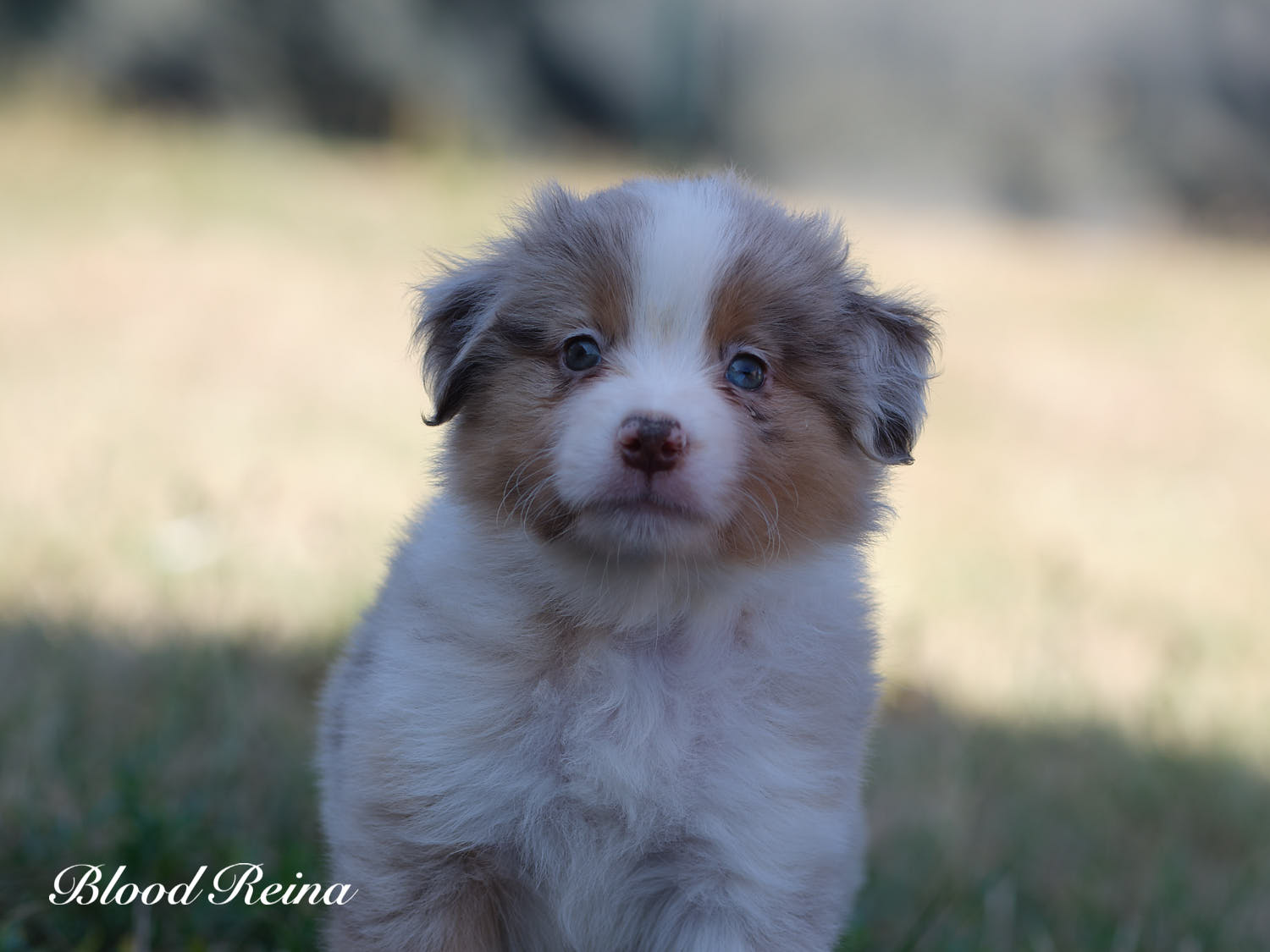 Bagou, chiot Berger Américain Miniature Bloodreina