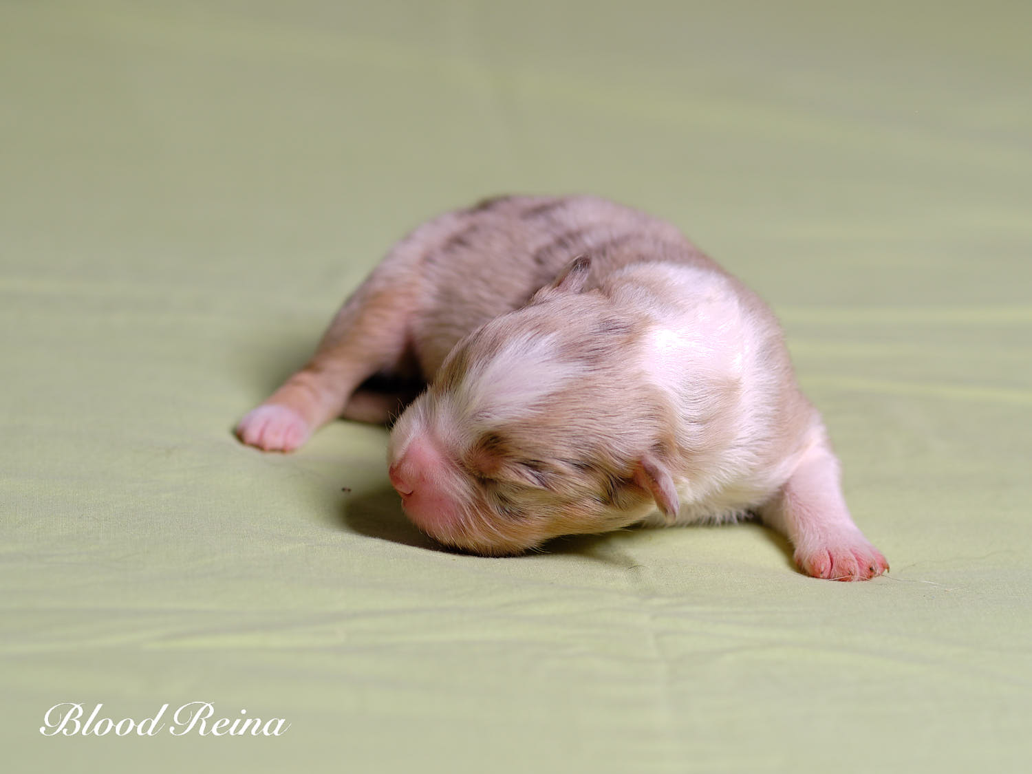 Chiot Berger Américain Miniature Bloodreina - photo 8
