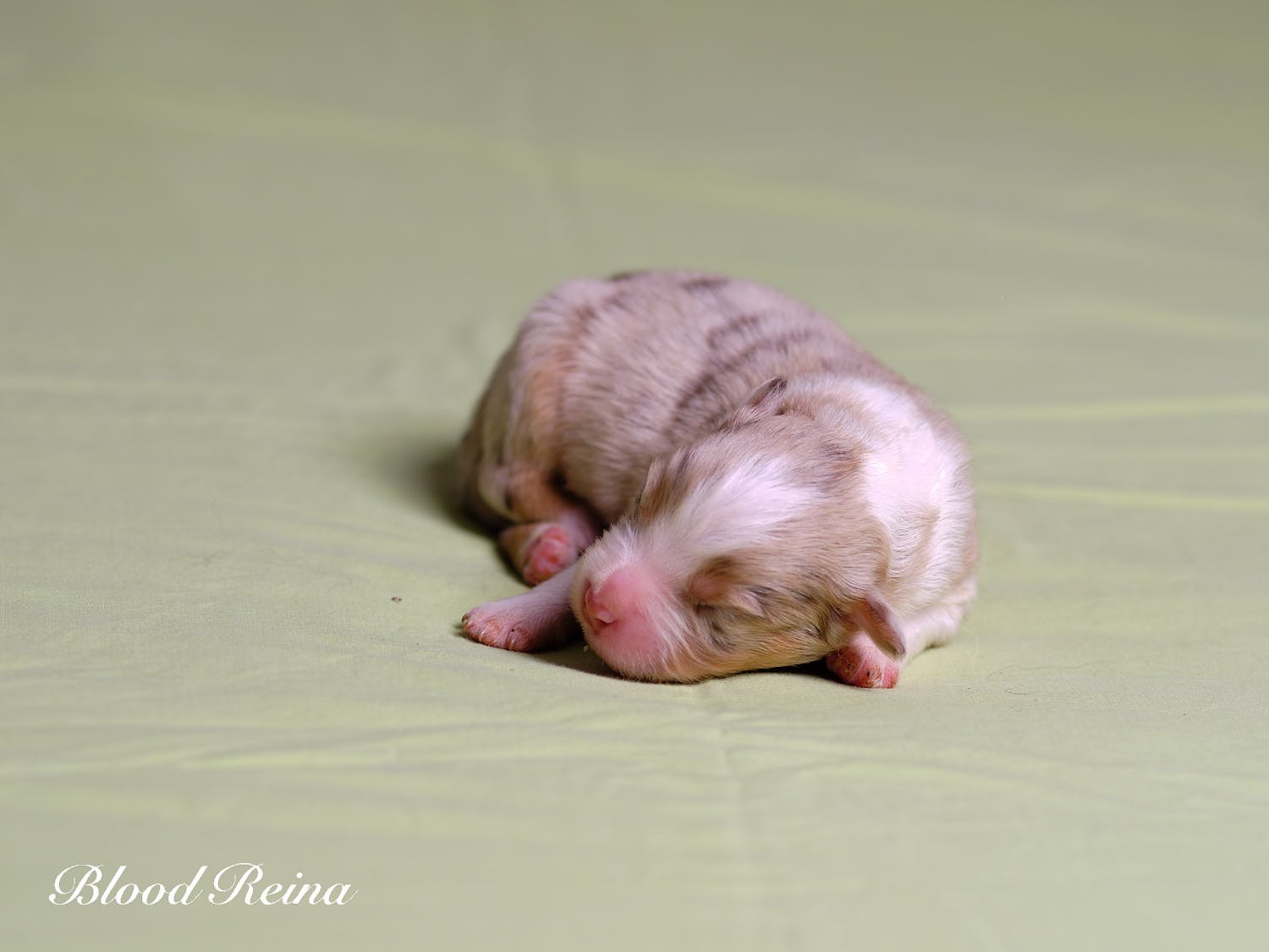 Chiot Berger Américain Miniature Bloodreina - photo 9
