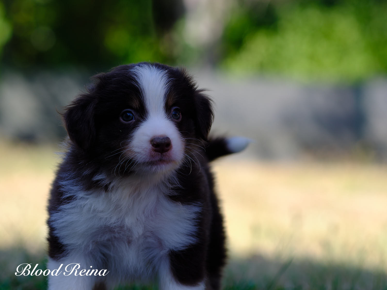 Boston, chiot Berger Américain Miniature Bloodreina