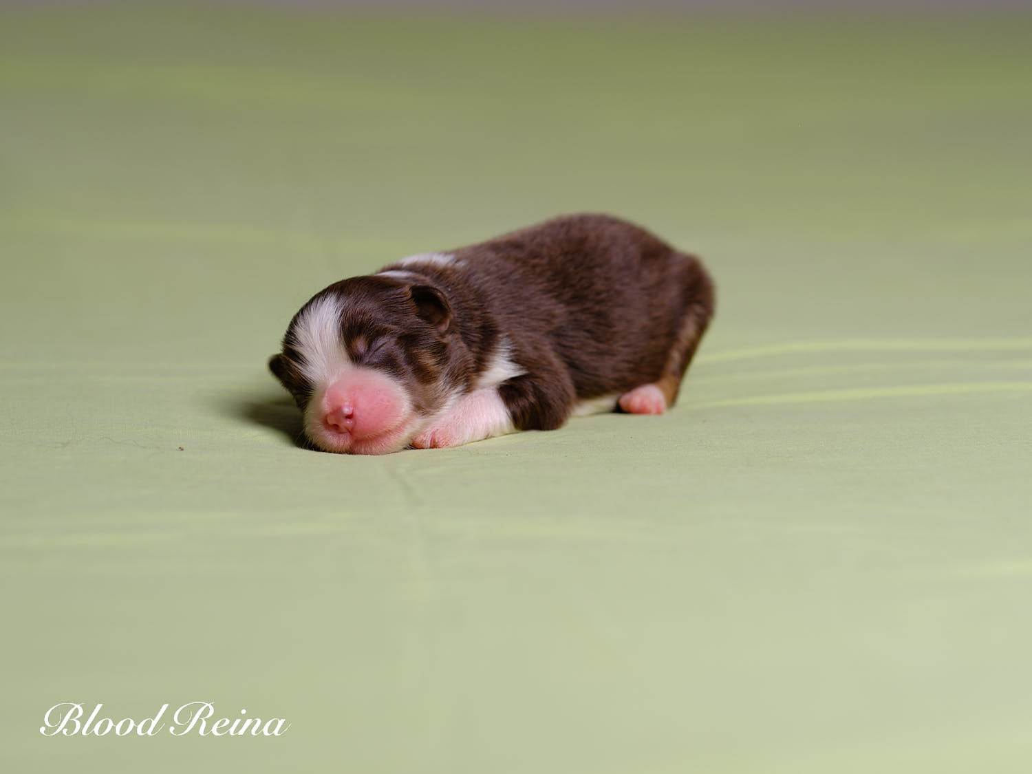 Chiot Berger Américain Miniature Bloodreina - photo 11