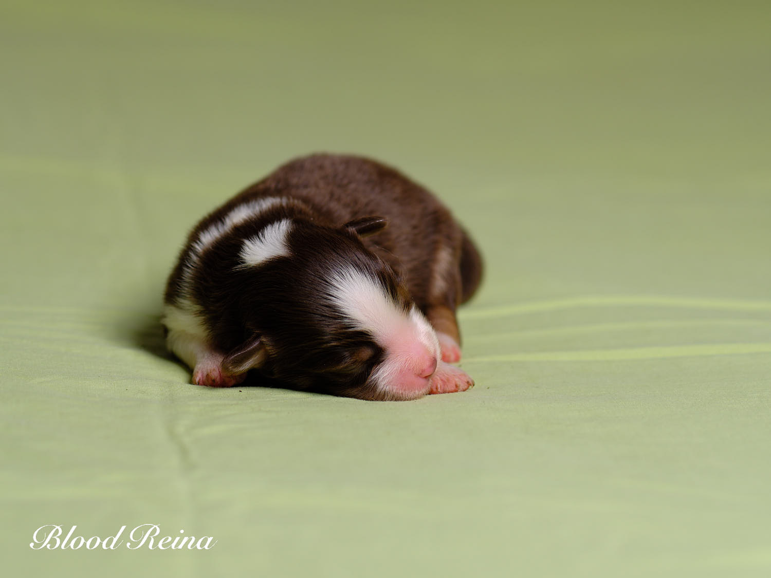 Chiot Berger Américain Miniature Bloodreina - photo 12
