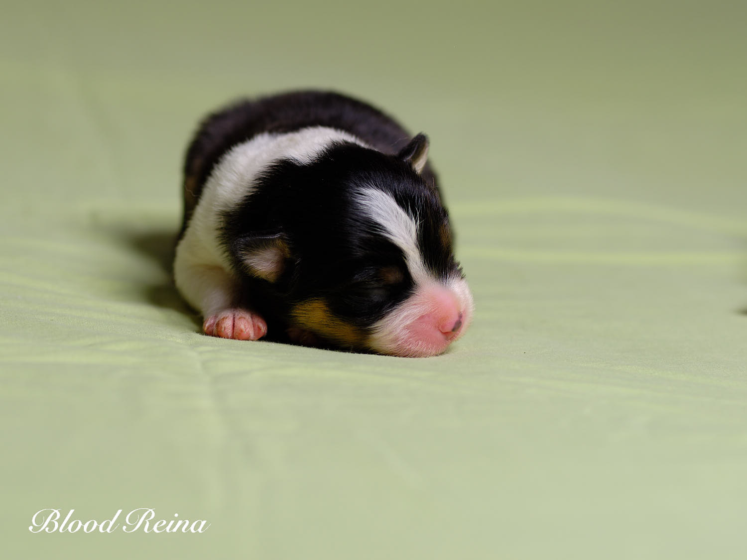Boss, chiot Berger Américain Miniature disponible