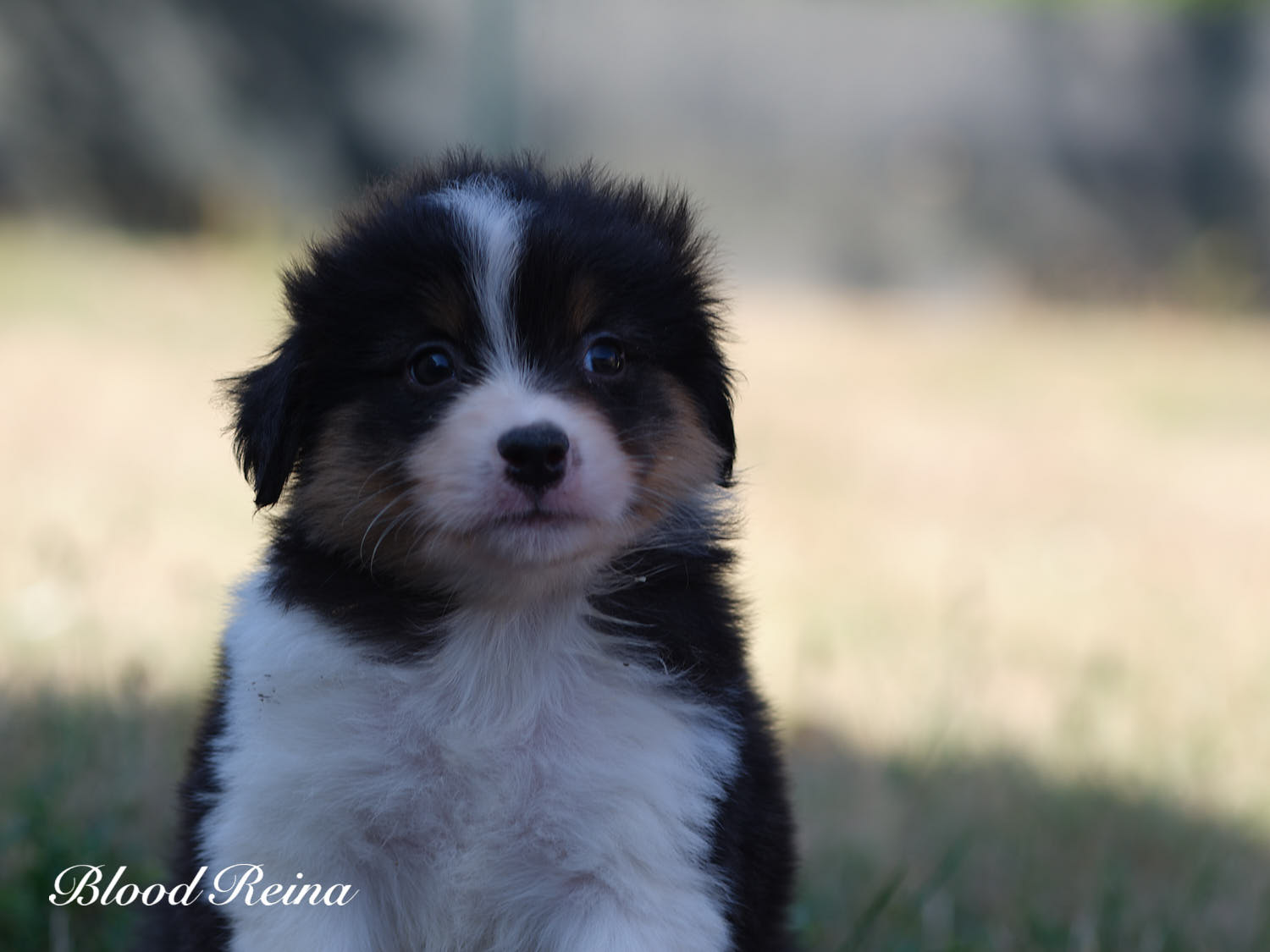Boss, chiot Berger Américain Miniature Bloodreina