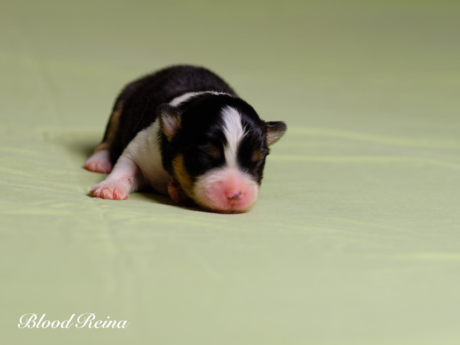 Chiot Berger Américain Miniature Bloodreina - photo 14