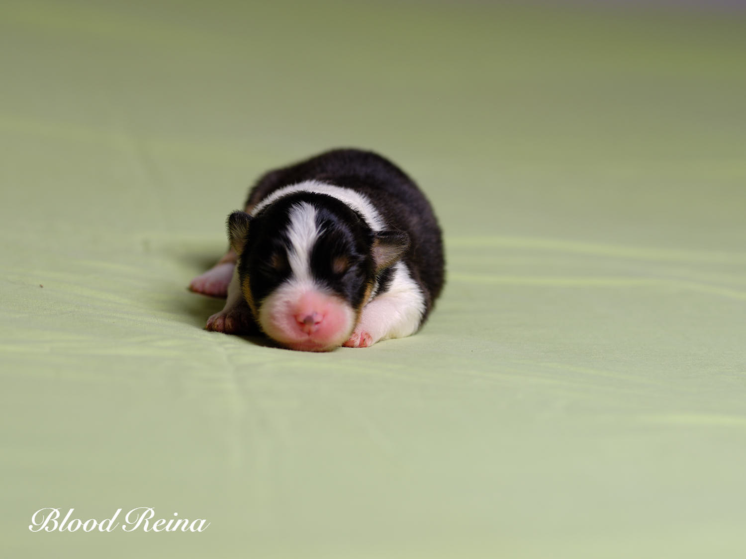 Chiot Berger Américain Miniature Bloodreina - photo 15
