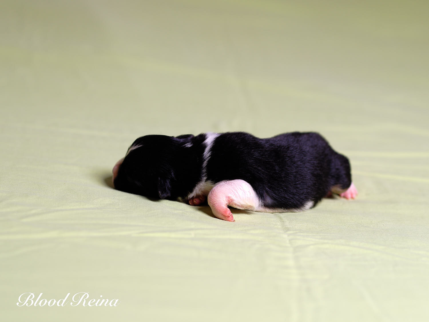 Chiot Berger Américain Miniature Bloodreina - photo 18