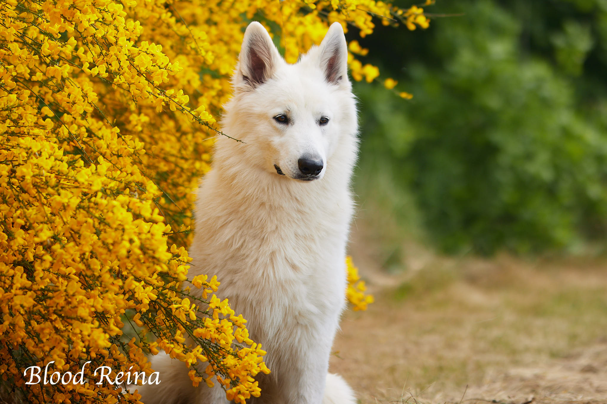 BJORN — étalon Berger Blanc Suisse