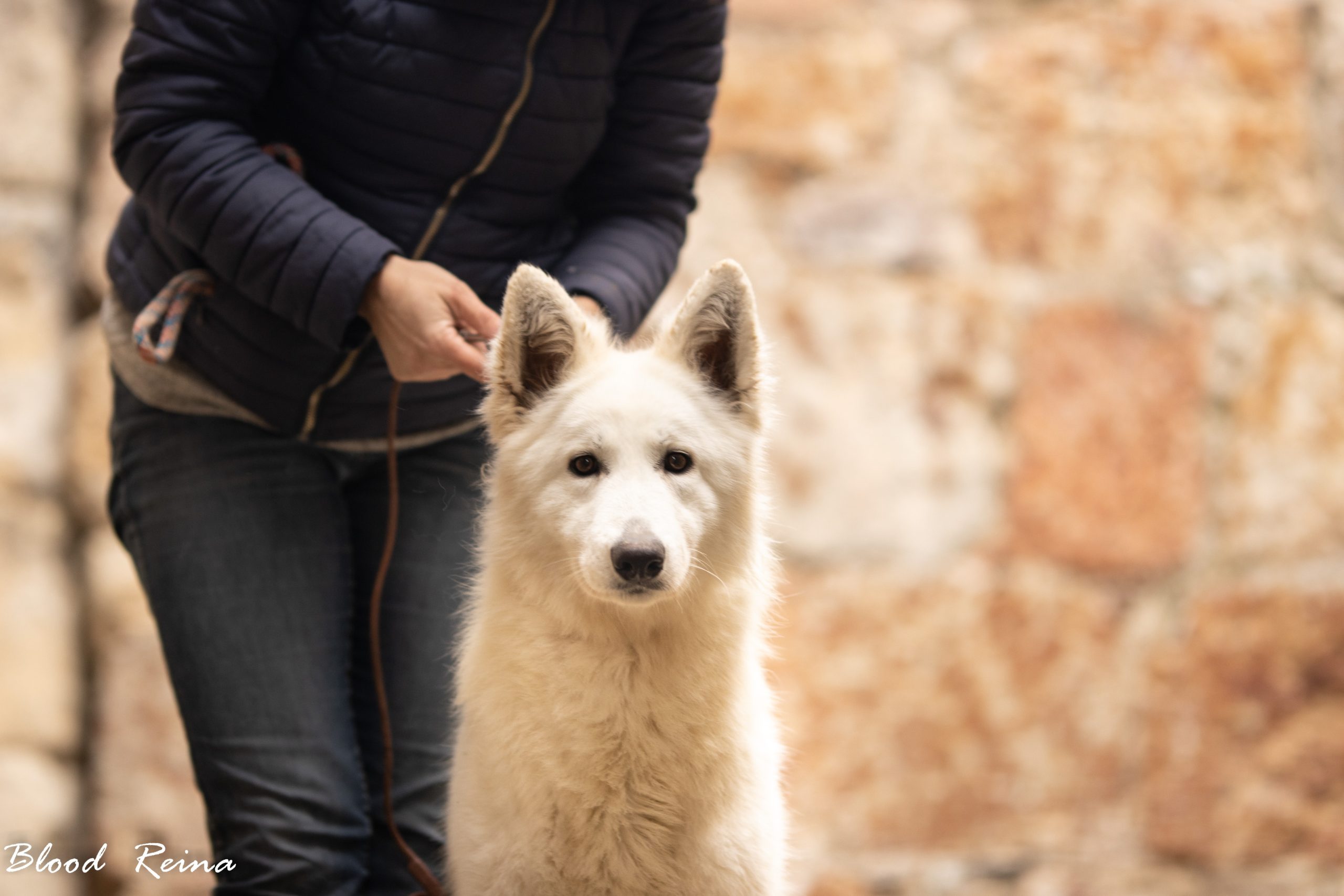 DIAM'S — lice Berger Blanc Suisse