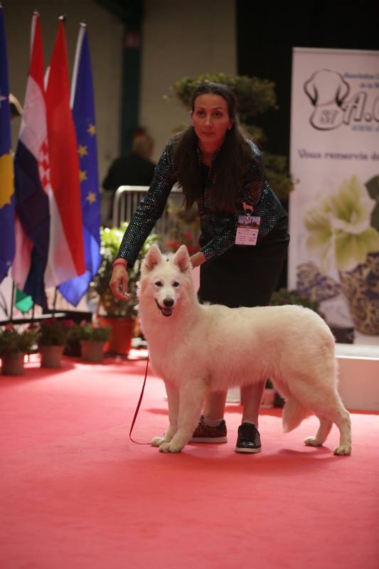Vanda — lice Berger Blanc Suisse