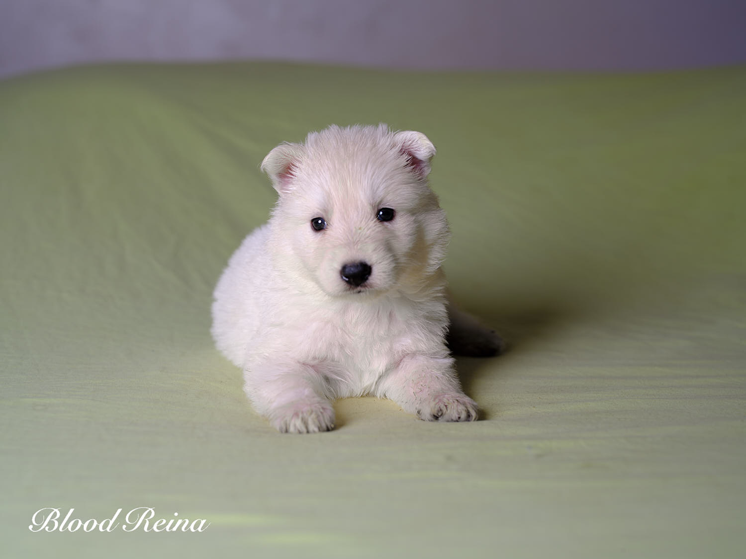 Photo chiot - portée MASCHA X LOKI (2026) - Berger Blanc Suisse