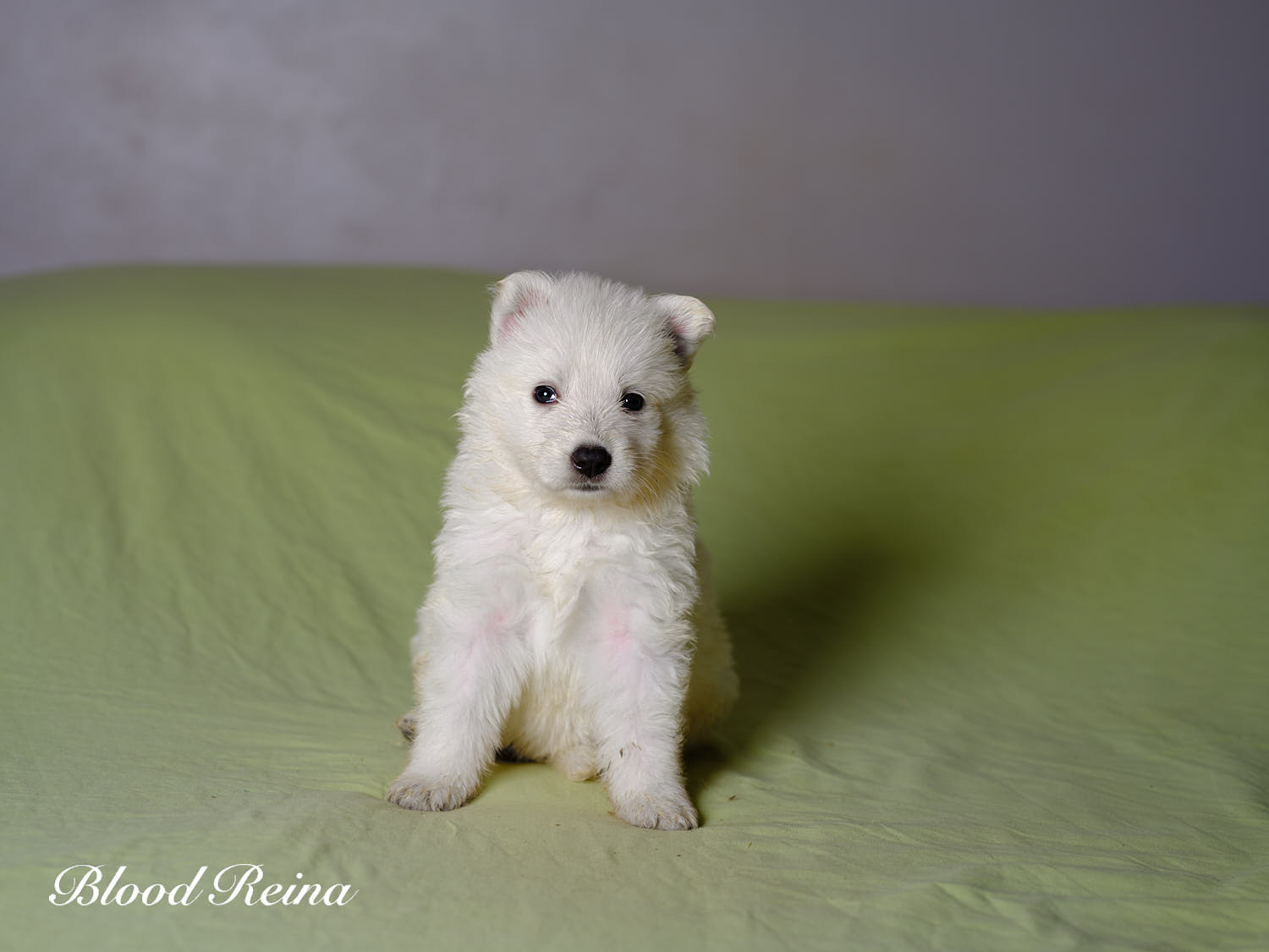 MERINGUE, chiot Berger Blanc Suisse disponible