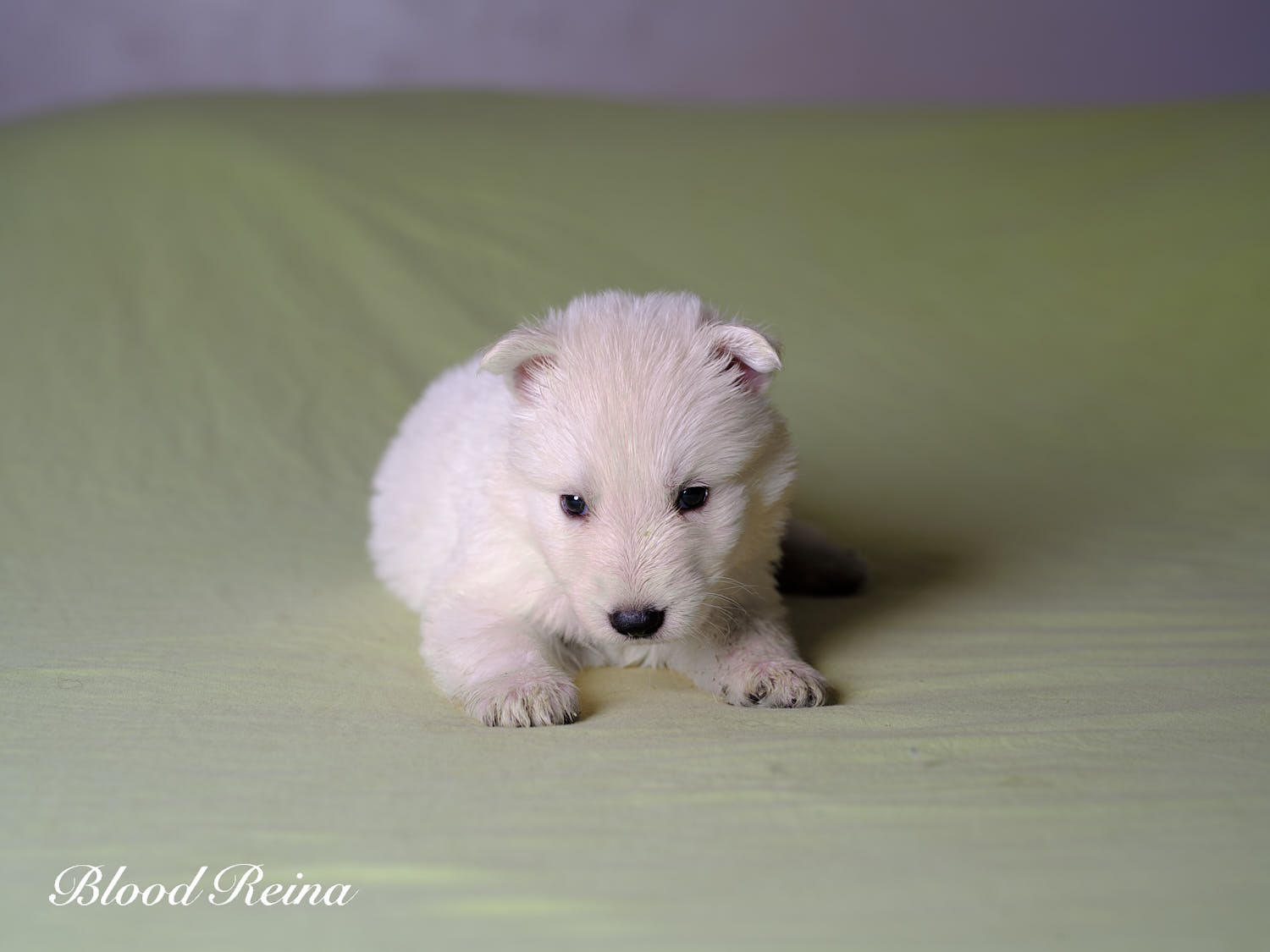 Bali, chiot Berger Blanc Suisse