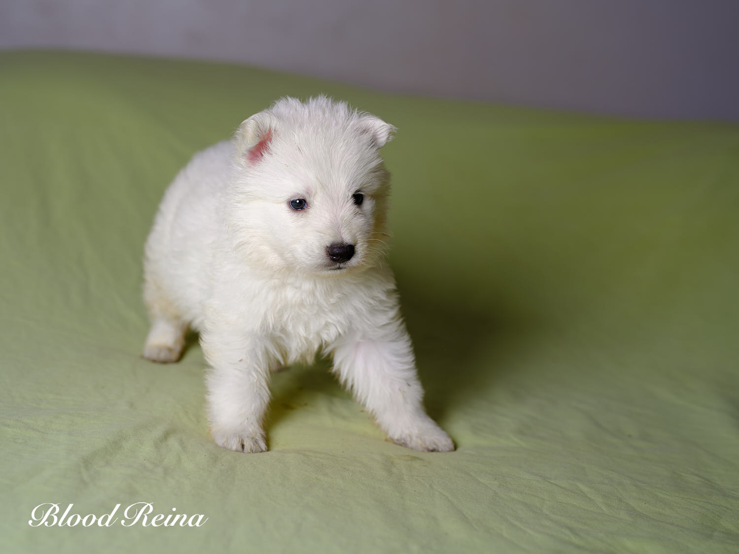 Mochi, chiot Berger Blanc Suisse