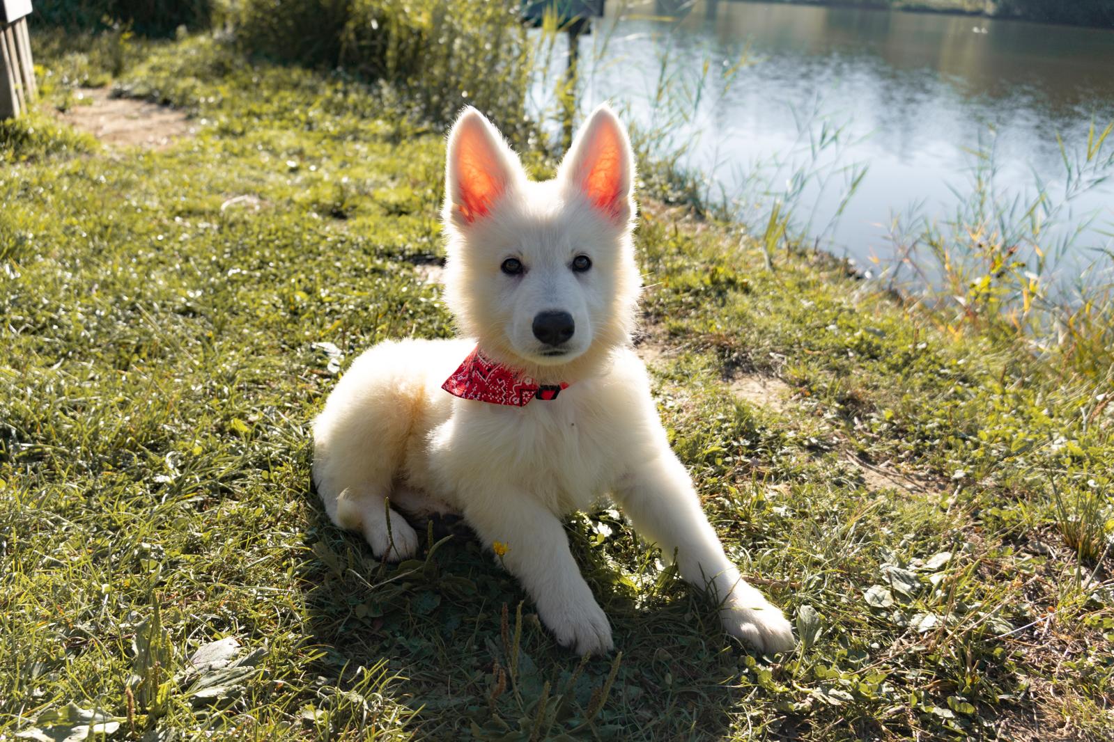 Bleu - Cobalt, chiot Berger Blanc Suisse disponible