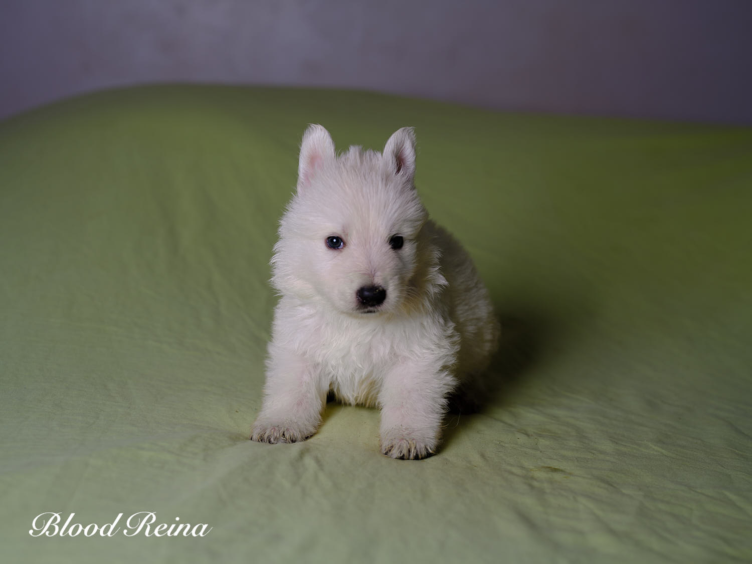 Litchi, chiot Berger Blanc Suisse