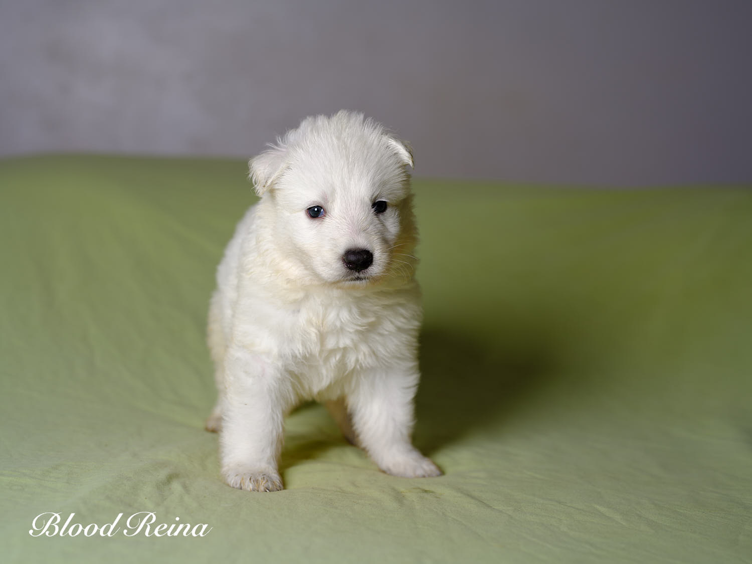 Sésame, chiot Berger Blanc Suisse disponible