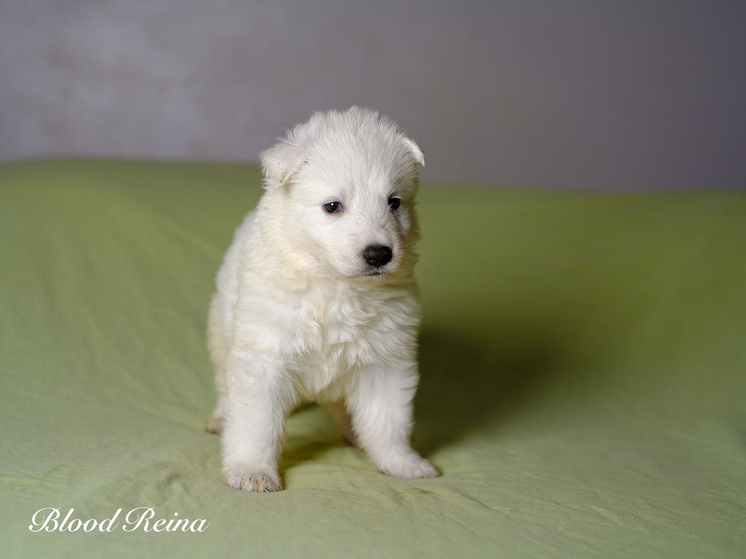 Bounty, chiot Berger Blanc Suisse disponible