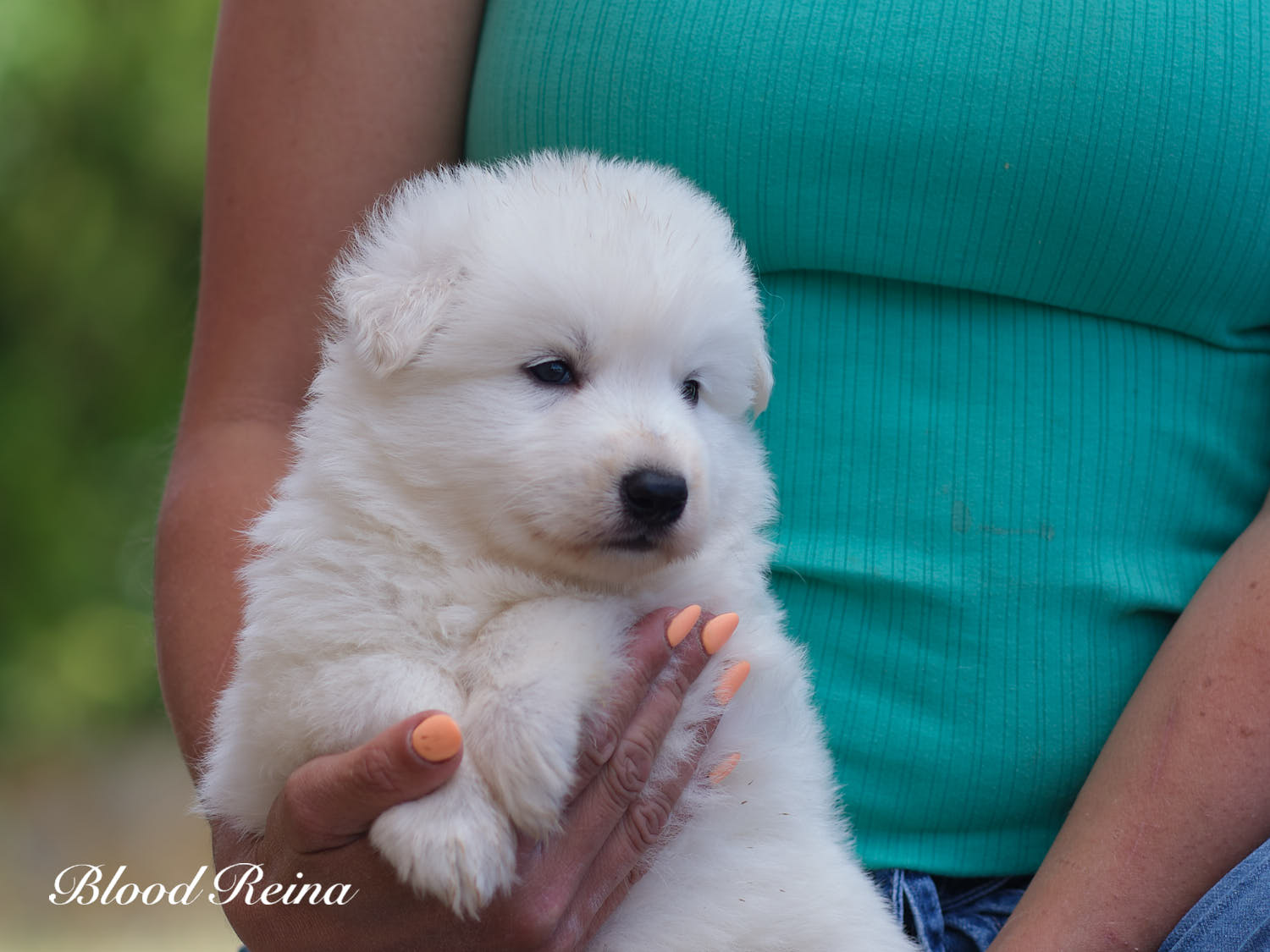 Chiot Berger Blanc Suisse Bloodreina - photo 15