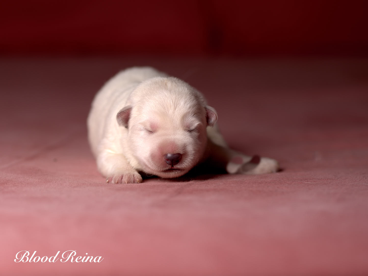 Chiot Berger Blanc Suisse Bloodreina - photo 16