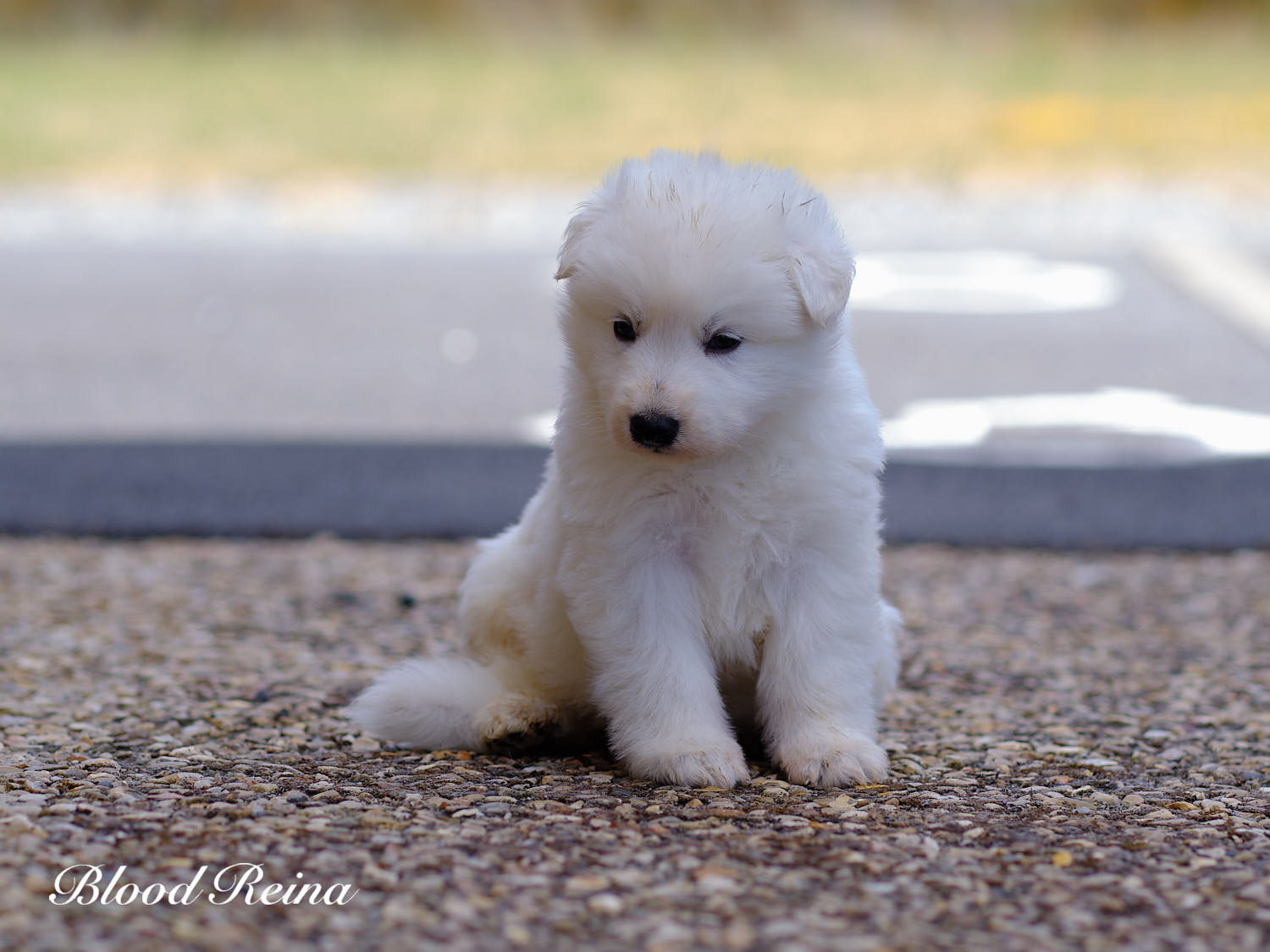 Chiot Berger Blanc Suisse Bloodreina - photo 7