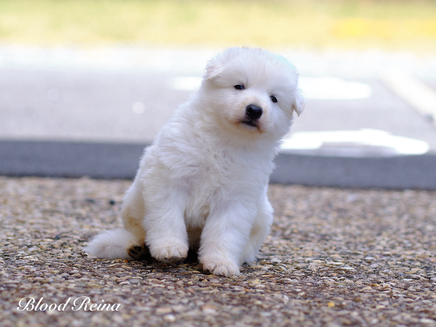 Chiot Berger Blanc Suisse Bloodreina - photo 8