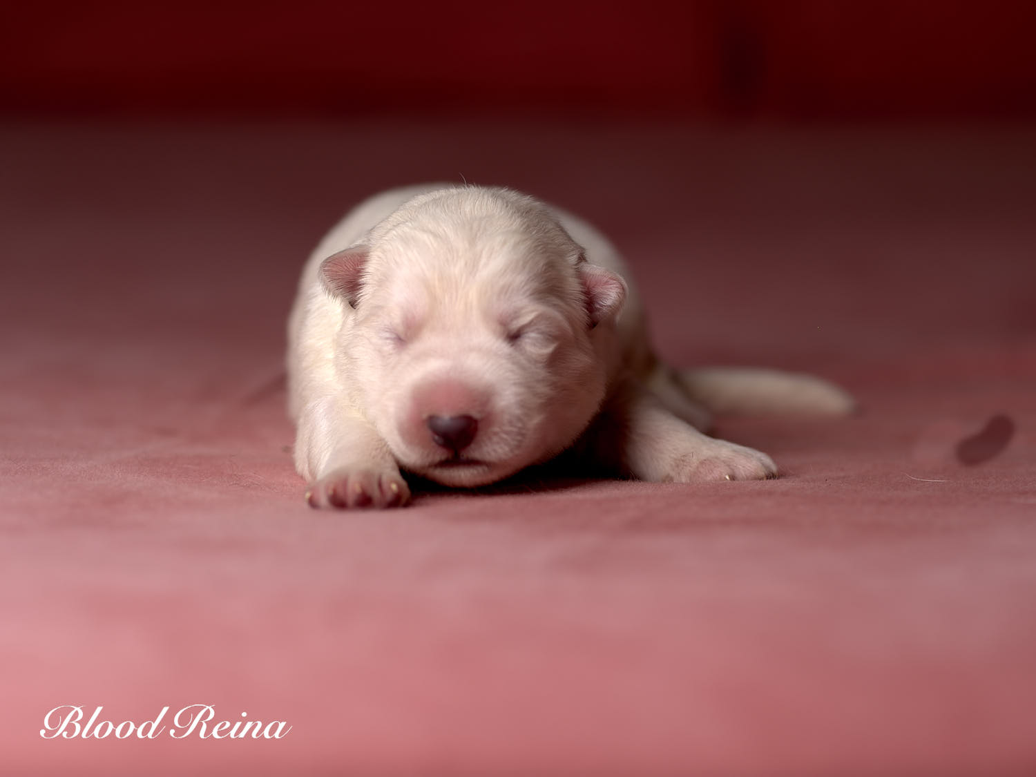 Chiot Berger Blanc Suisse Bloodreina - photo 9