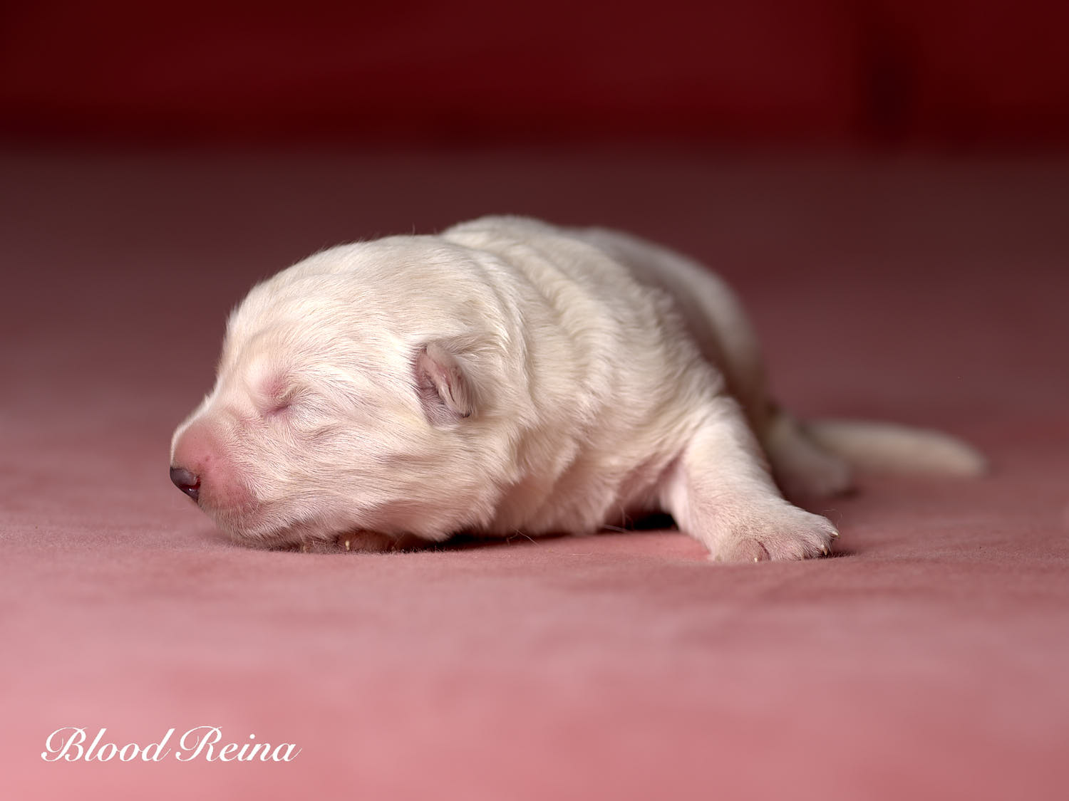 Chiot Berger Blanc Suisse Bloodreina - photo 10