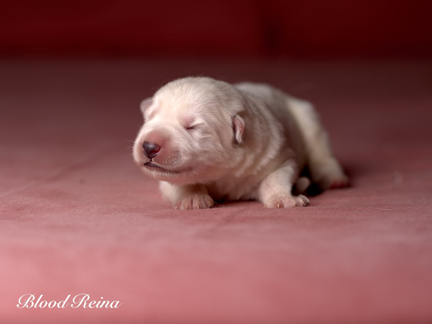 Chiot Berger Blanc Suisse Bloodreina - photo 11