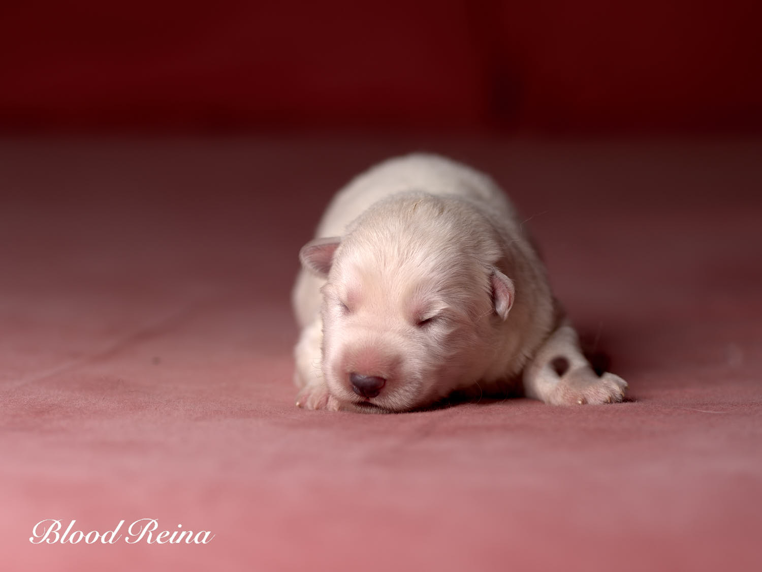 Chiot Berger Blanc Suisse Bloodreina - photo 12