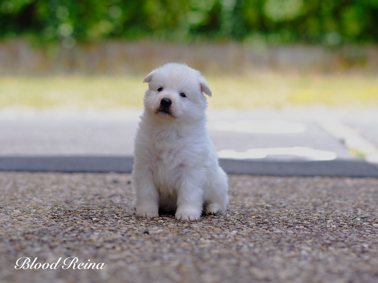 Chiot Berger Blanc Suisse Bloodreina - photo 14