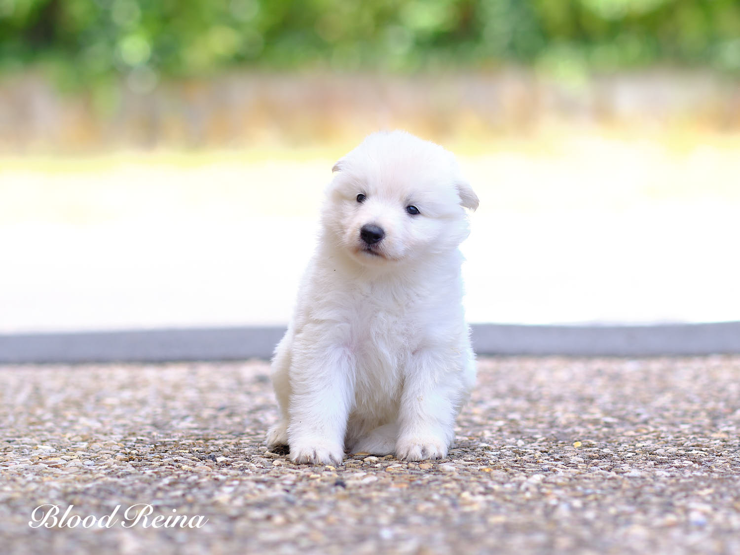 Chiot Berger Blanc Suisse Bloodreina - photo 15