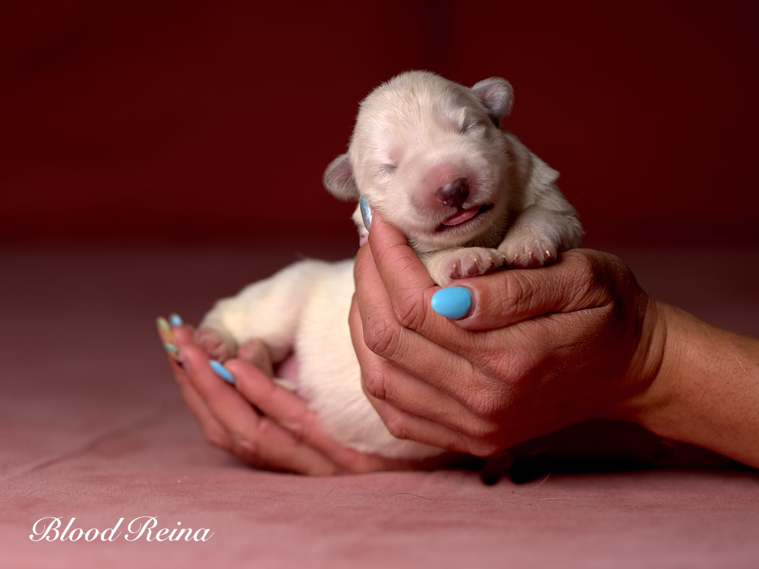 Chiot Berger Blanc Suisse Bloodreina - photo 16