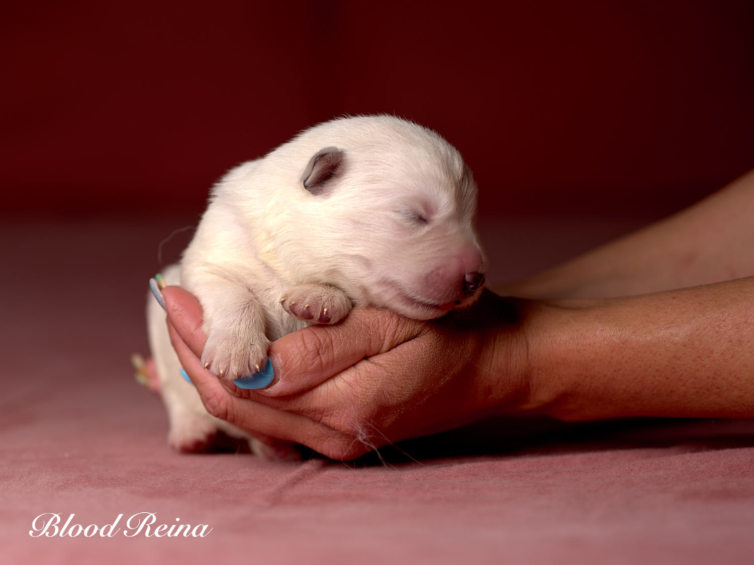 Chiot Berger Blanc Suisse Bloodreina - photo 17