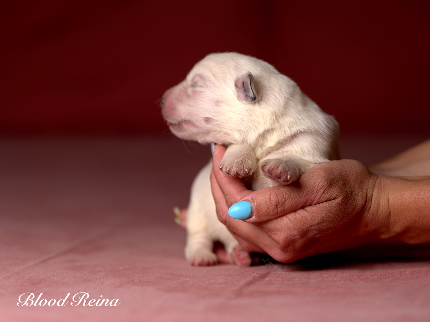 Chiot Berger Blanc Suisse Bloodreina - photo 18