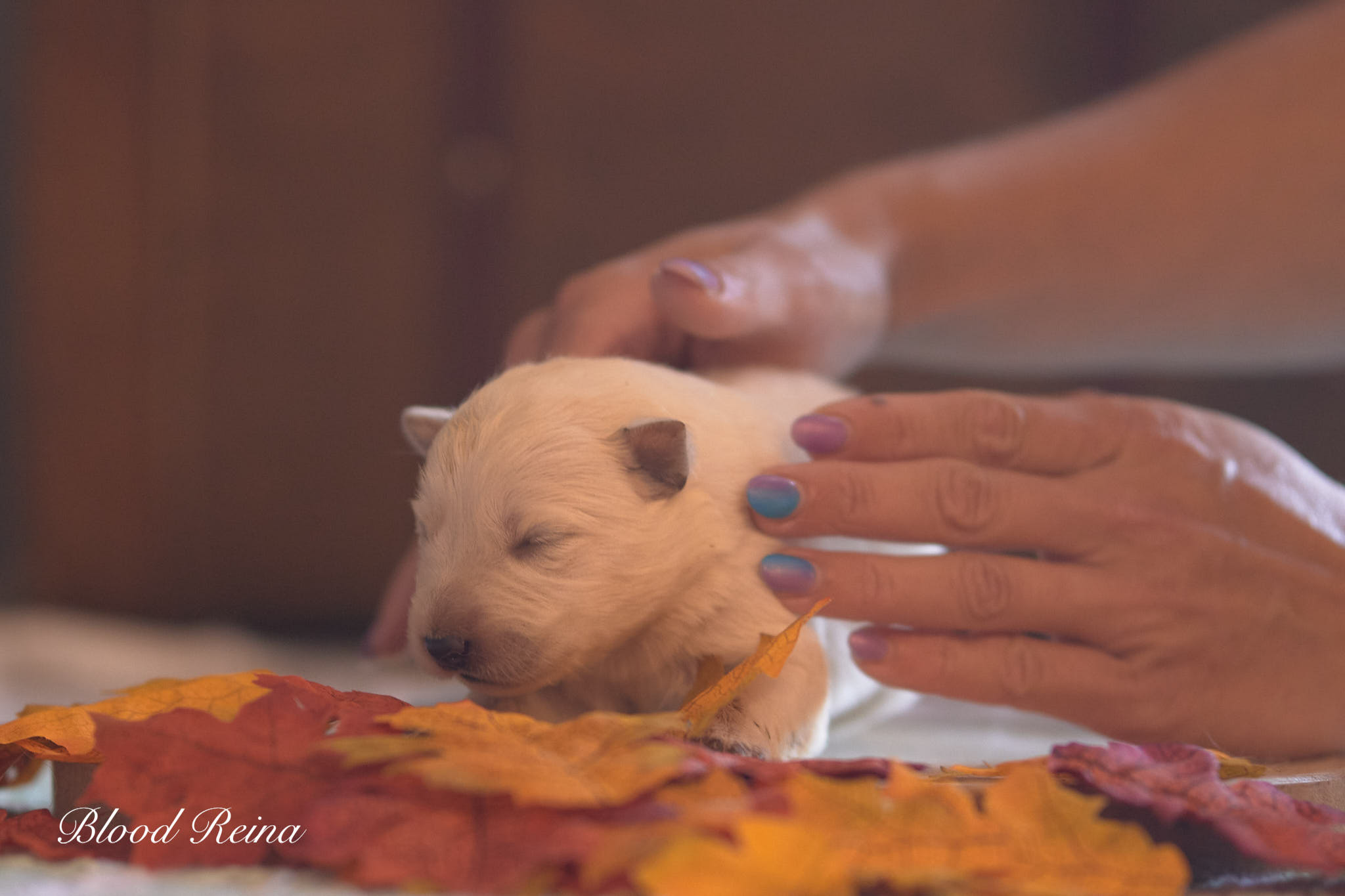 Bikini, chiot Berger Blanc Suisse Bloodreina