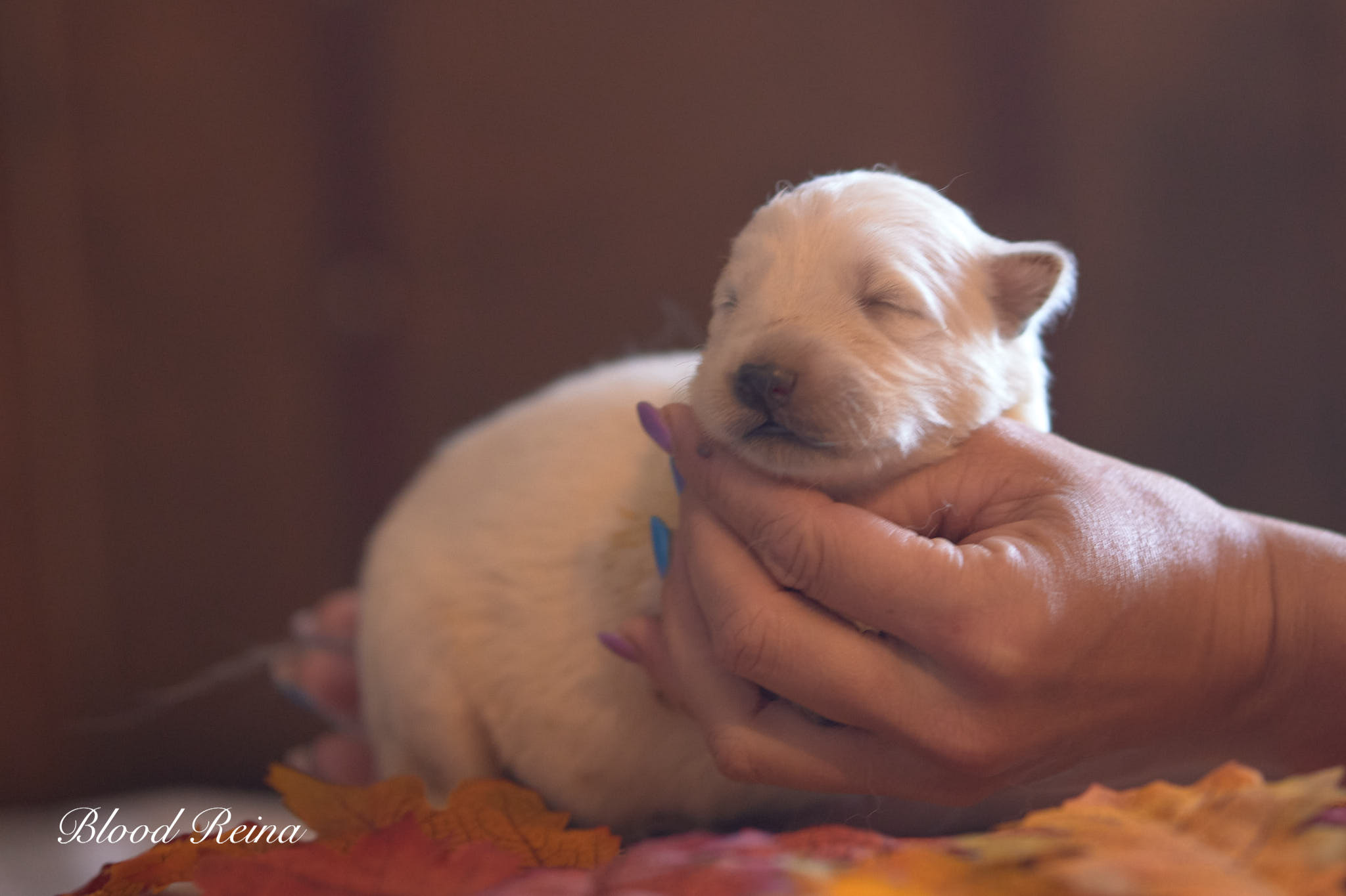 Bay, chiot Berger Blanc Suisse disponible
