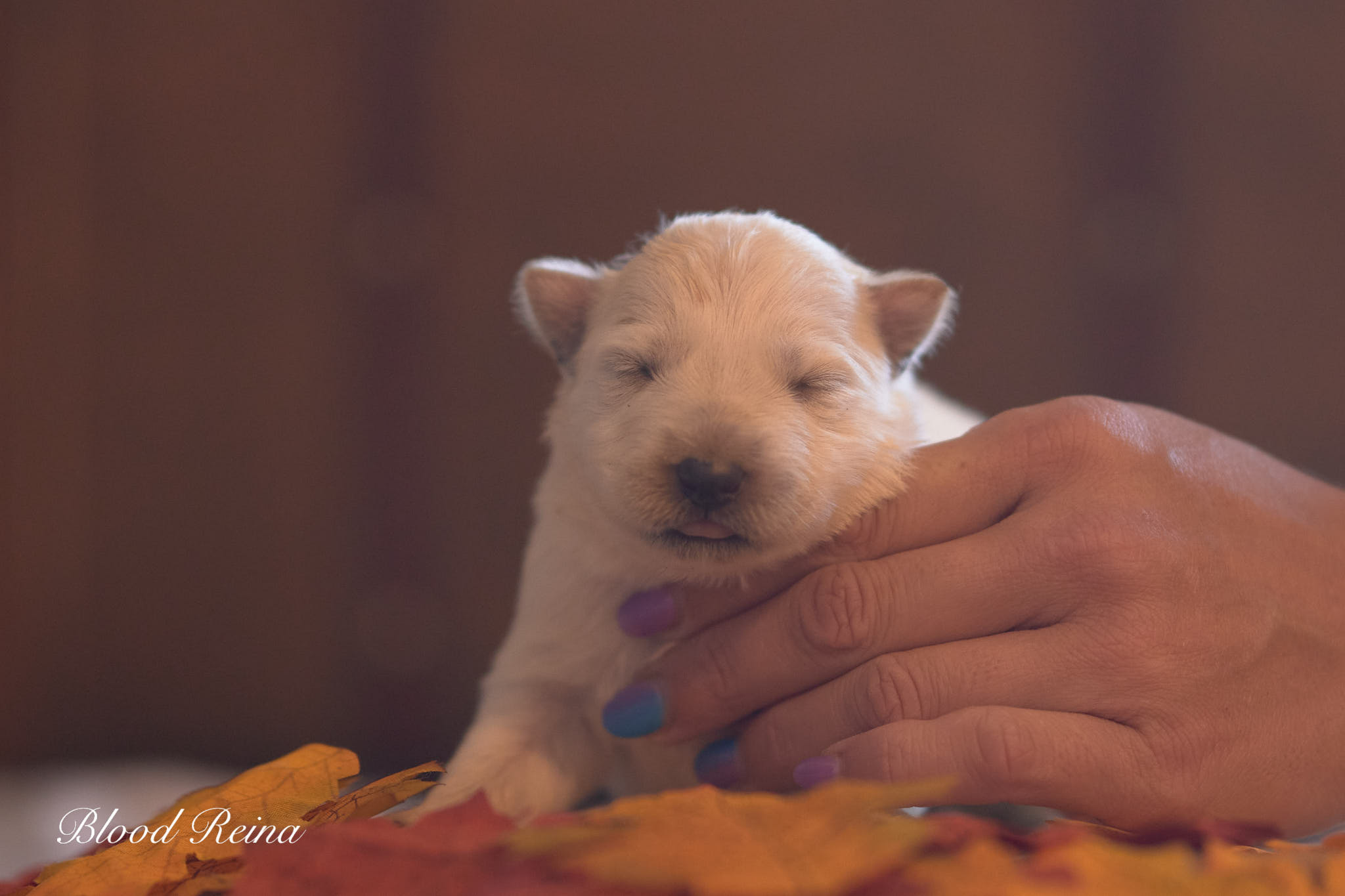 Bambou, chiot Berger Blanc Suisse Bloodreina