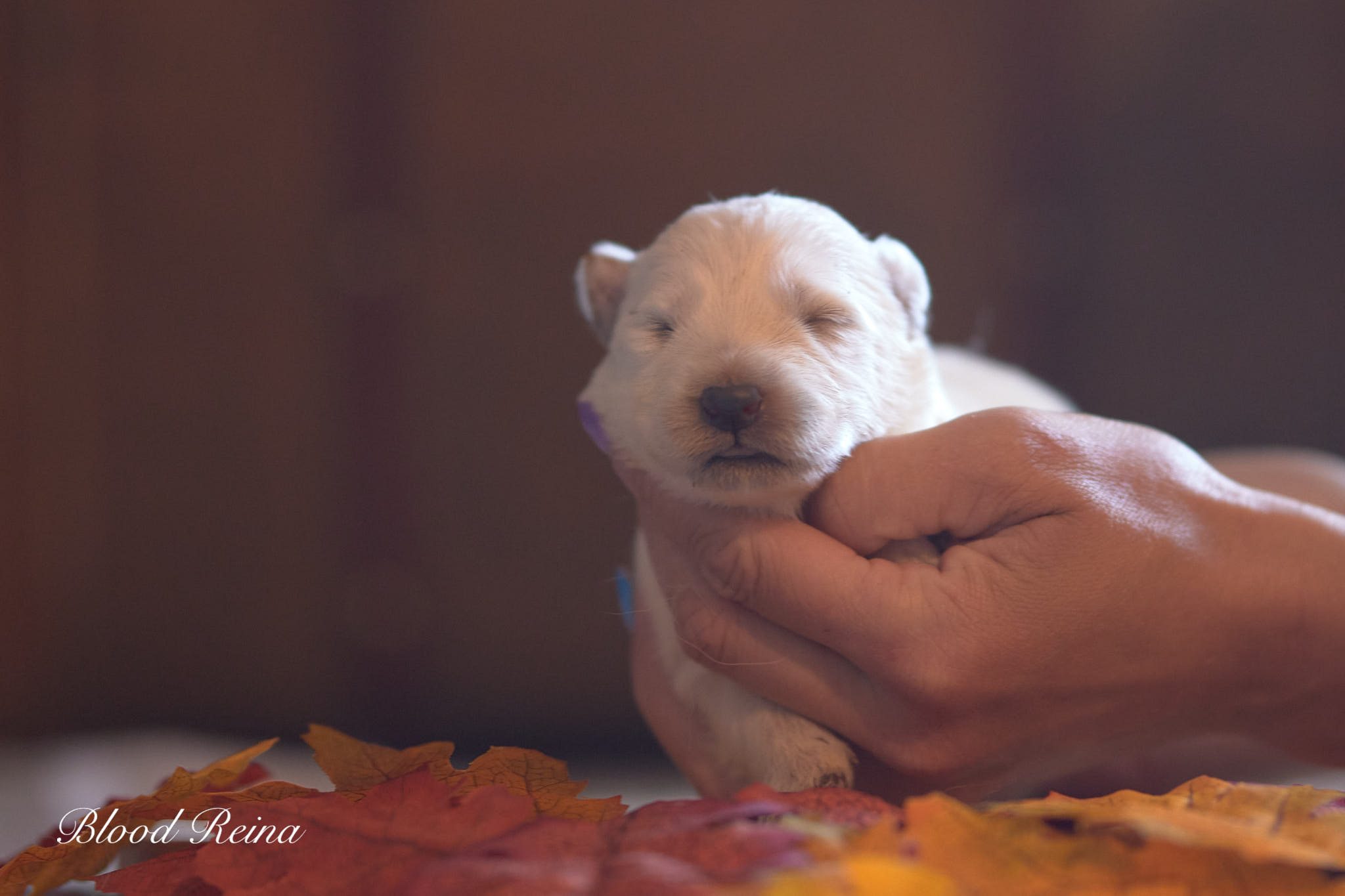 Basil, chiot Berger Blanc Suisse disponible
