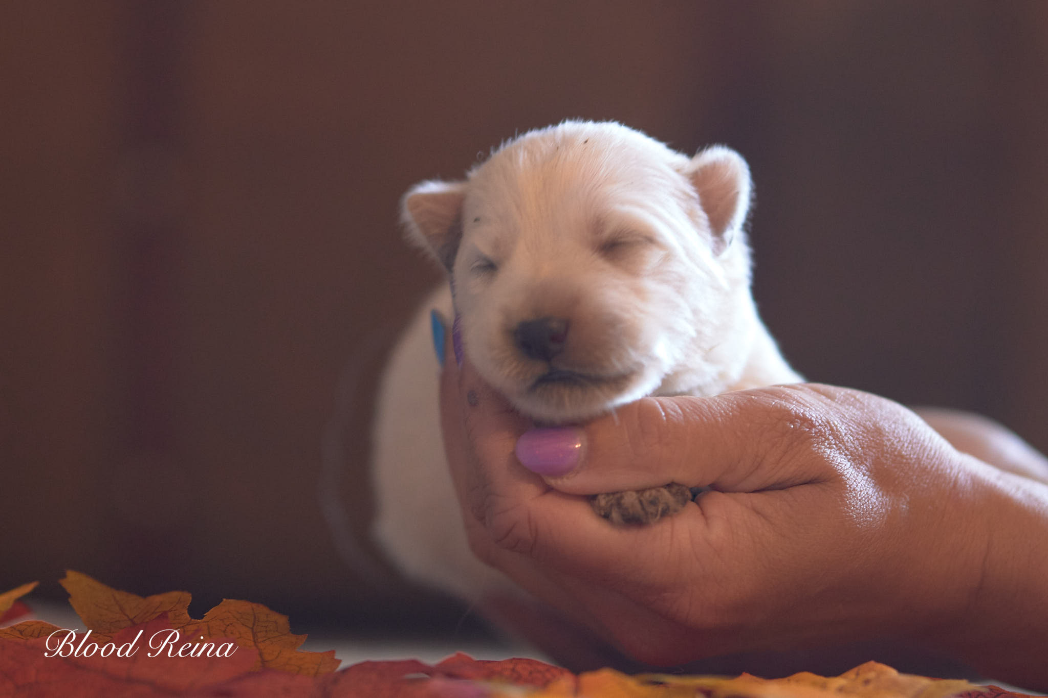 beach, chiot Berger Blanc Suisse Bloodreina